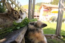 Our rabbits enjoy snacking on the grass