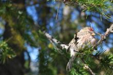 Birds in our larch forests