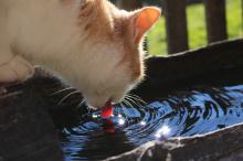 Cat drinking out of the cows’ water trough