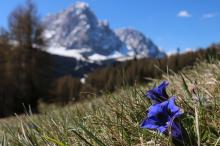 Gentian on an alpine meadow
