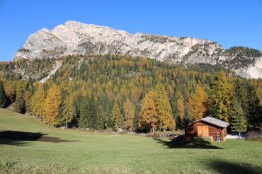 Larch forests in autumn