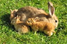 Baby rabbits at the Neuhaushof