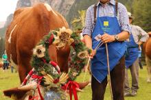 Cows return from summer grazing to  Gardena