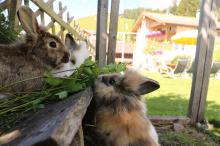 Unsere Hasen lassen sich das frische Gras schmecken