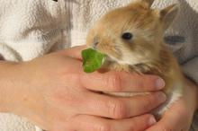 Baby rabbits to pet