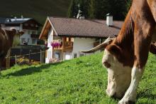 Dairy cows out in the meadow