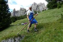 Cutting grass with a scythe