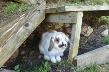 Bunny rabbit at the Neuhaushof