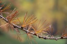 Larch branch in autumn