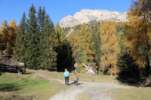 Hiking through colorful larch forests