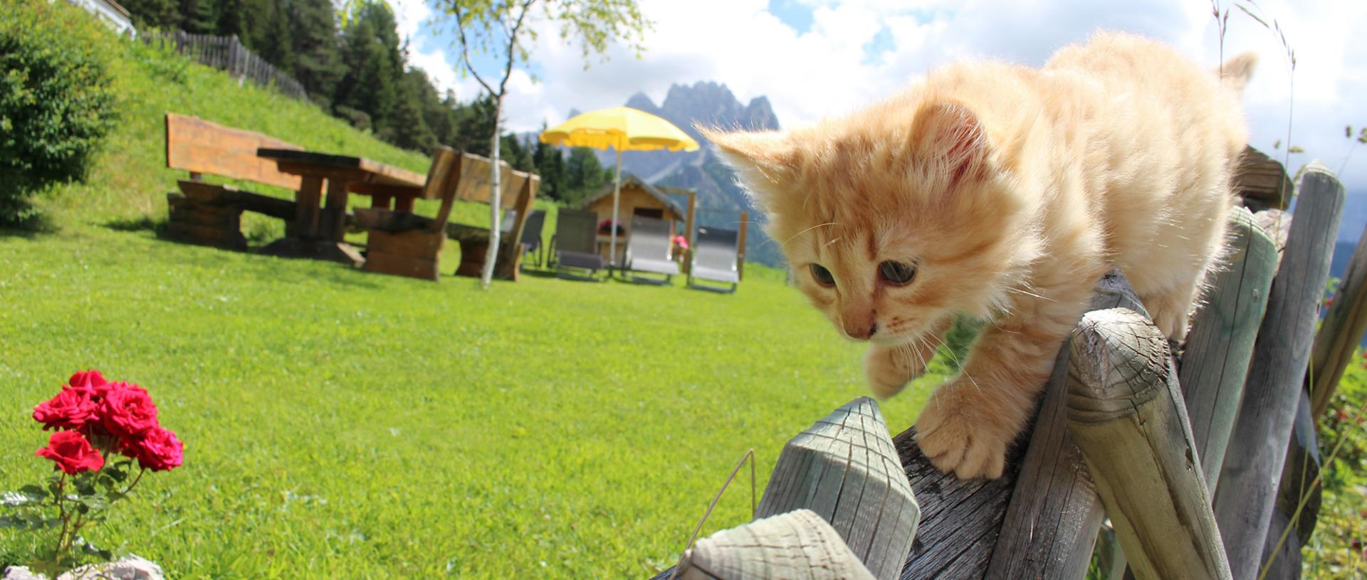 Katzenbaby im Garten des Neuhaushofs