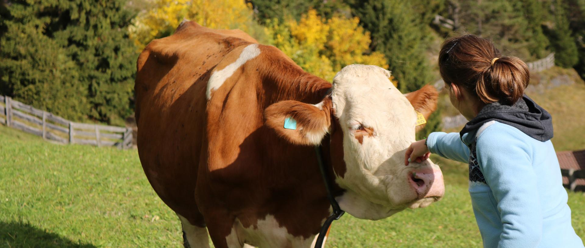 Petting the cows at the Neuhaushof