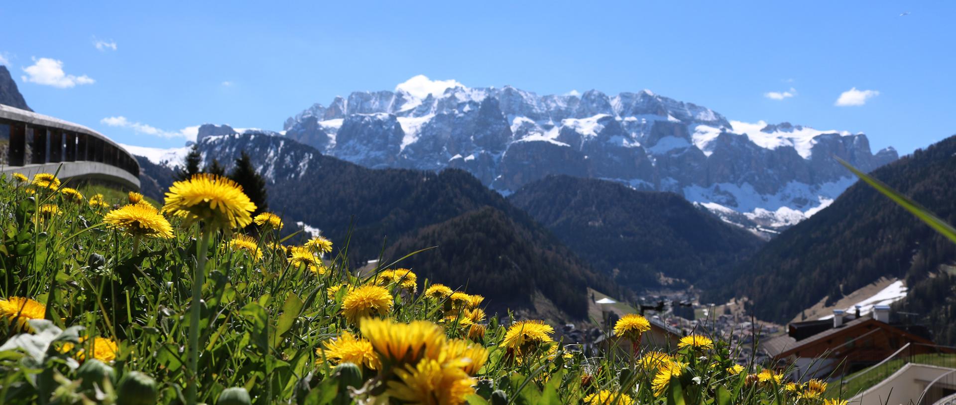 Löwenzahn auf Südtiroler Bergwiese