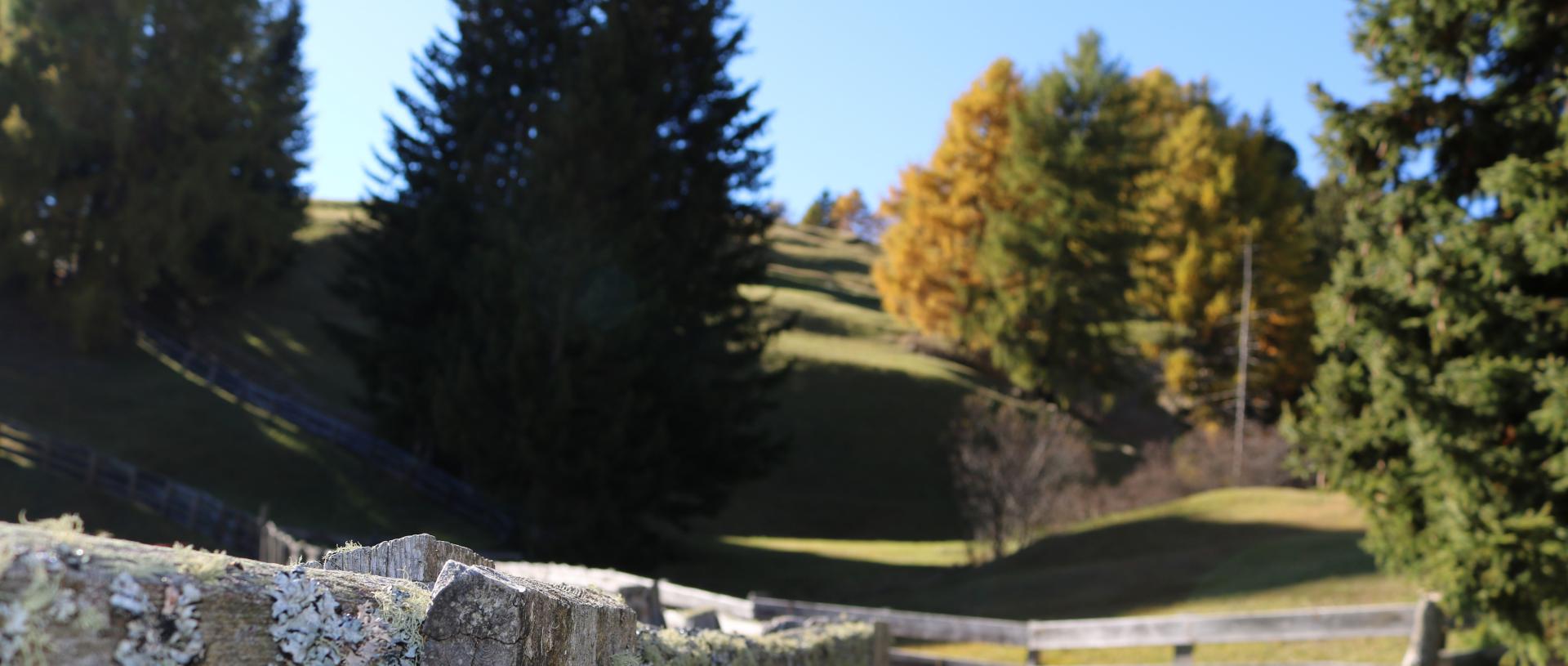 I colori dell’autunno nei boschi di larici della Val Gardena