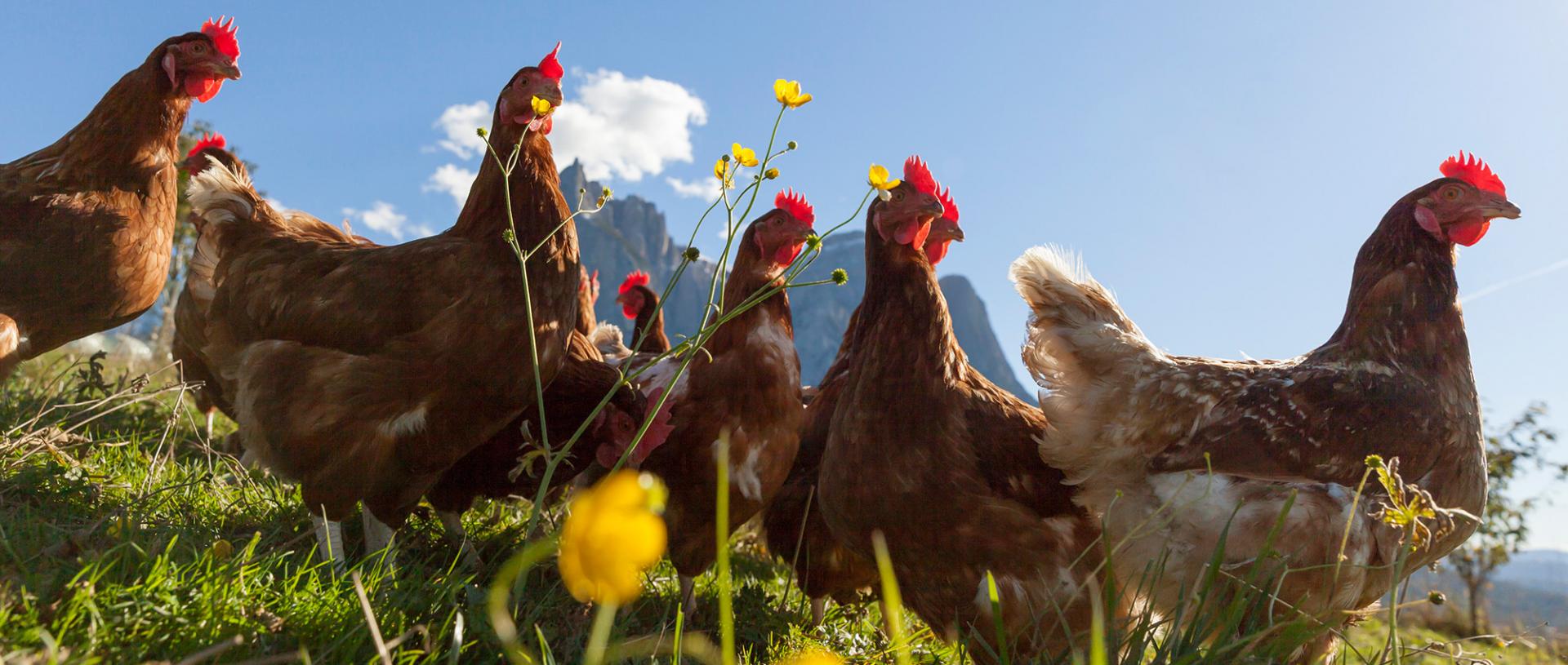 Galline in libertà nelle Dolomiti