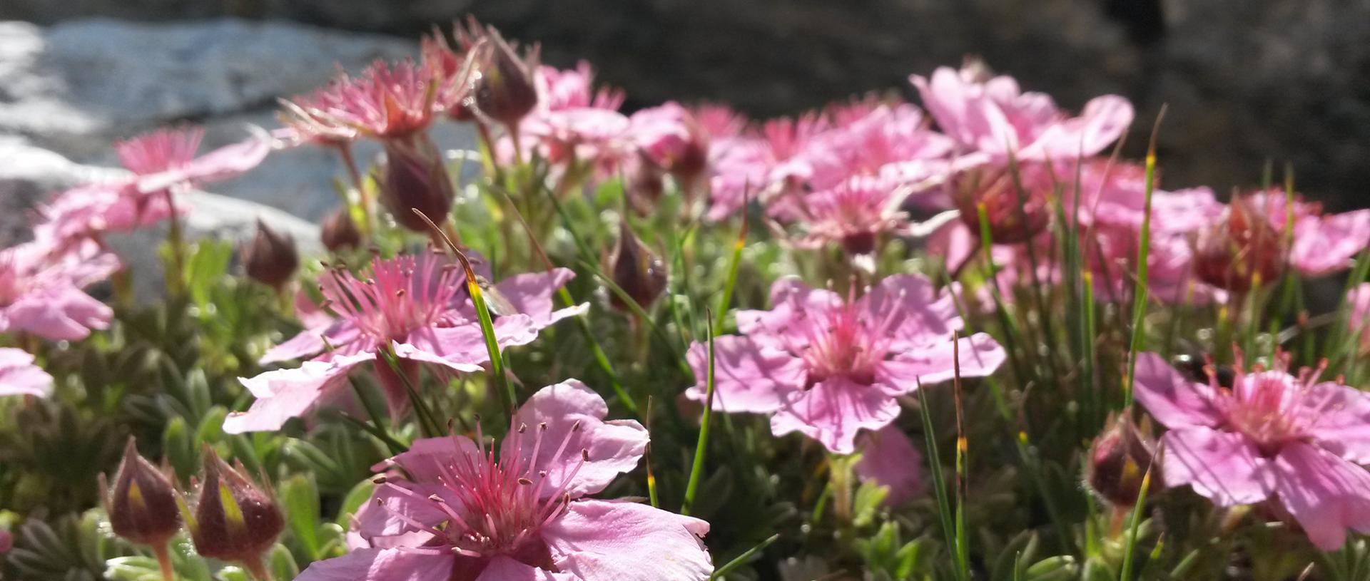 Glorious display of flowers